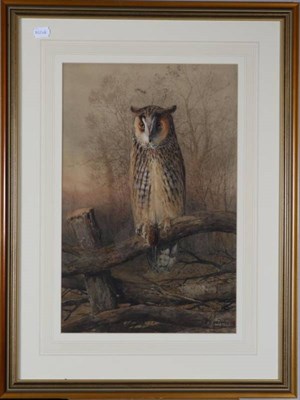 Lot 43 - William Woodhouse (1857-1939) Long-Eared Owl  Signed, watercolour, 51cm by 33.5cm