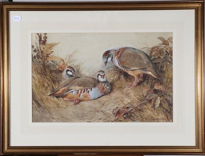 Lot 46 - William Woodhouse (1857-1939) A study of nesting French Partridges Signed, watercolour, 33.5cm...