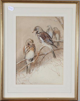 Lot 47 - William Woodhouse (1857-1939) A mutation of Fieldfares Signed, watercolour, 35cm by 25cm