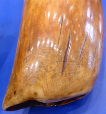 Lot 408 - A Scrimshaw Whale's Tooth, 19th century, engraved with a sailing ship, 18cm long  With attached...