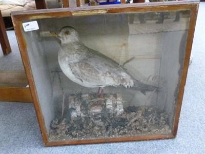 Lot 609 - Box of light fittings, chandelier parts, glass dome, cased taxidermy bird and a stool