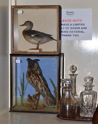 Lot 316 - Taxidermy specimen of a long-eared owl, a taxidermy specimen of a teal duck and three glass...