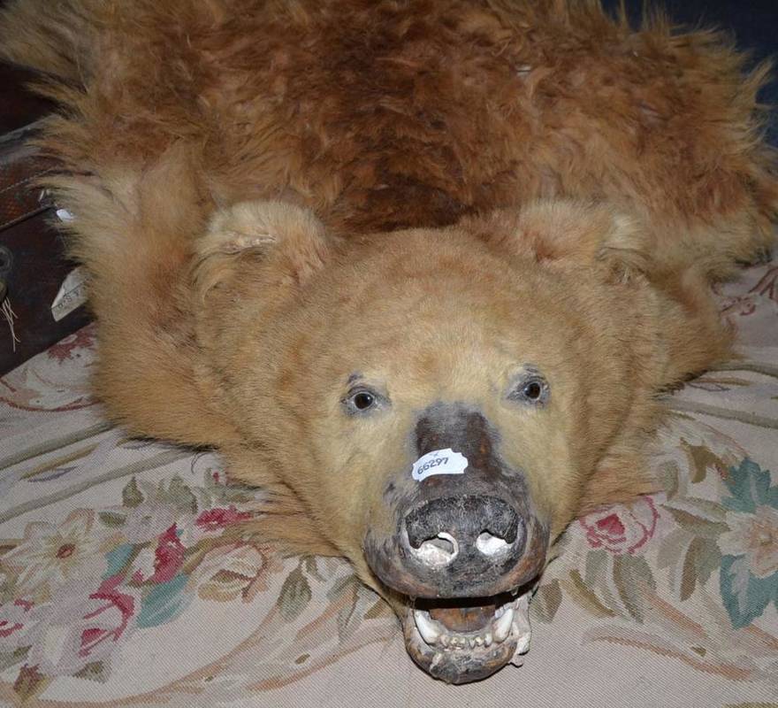 Lot 1033 - An early 20th century bear skin rug by Rowland Ward, Piccadilly, London