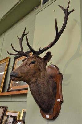 Lot 621 - A stags head, full mount on a shaped oak shield (called Monty by family tradition)