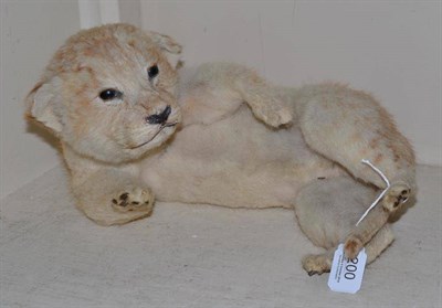 Lot 200 - Stuffed and mounted lion cub, circa 1965-70