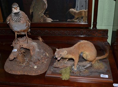 Lot 662 - Taxidermy specimens; partridge and stoat