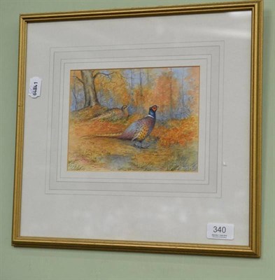 Lot 340 - Framed watercolour of pheasants in a wooded landscape signed E J Amoore 1900