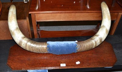 Lot 558 - A pair of mounted cow horns