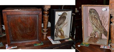 Lot 369 - Victorian mahogany specimen cabinet, taxidermy owl and kestrel in glazed cases (3)