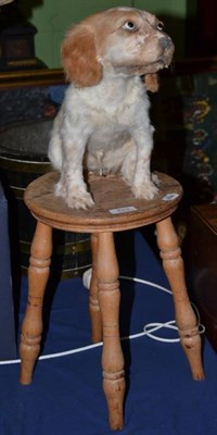 Lot 423 - Cocker spaniel puppy, full mount