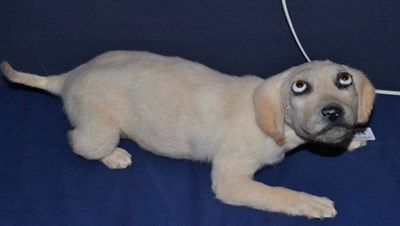 Lot 424 - Golden Labrador puppy, full mount