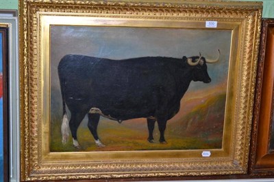 Lot 530 - Provincial School, A prize black horned bull, oil on canvas