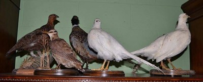 Lot 553 - Taxidermy birds including pheasant, grouse, woodcock etc (6)