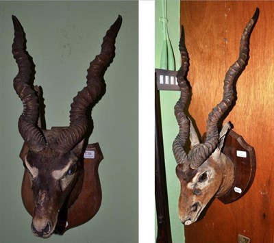 Lot 739 - Two black buck head mounts on wooden shield plaques, circa 1910