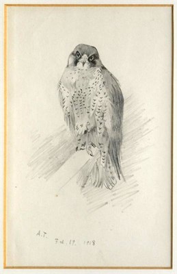 Lot 722 - Archibald Thorburn (1860-1935) Study of a bird of prey   Initialled and dated Feb. 19. 1918,...