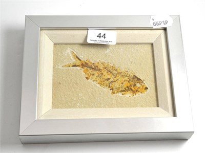 Lot 44 - A fossilised fish, Knightia, framed