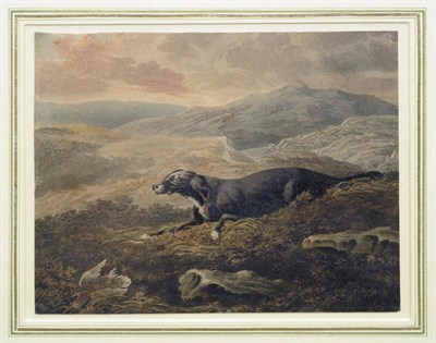 Lot 724 - Philip Richard Reinagle RA (1749-1833)  A study of a Setter on a grouse moor  Watercolour,...