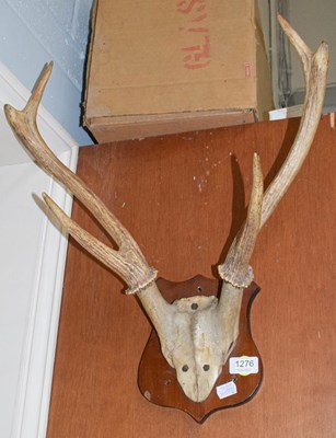 Lot 1276 - Sika Deer antlers mounted on a mahogany shield