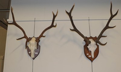 Lot 1325 - Antlers/Horns: European Red Deer Antlers...