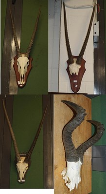 Lot 1326 - Horns/Skulls: a Collection of African game...
