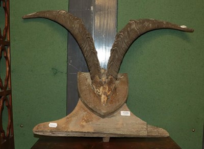 Lot 1330 - Antlers/Horns: a pair of feral goat horns...