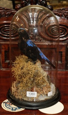 Lot 1360 - Taxidermy: Asian Fairy-Bluebird (Irena puella),...