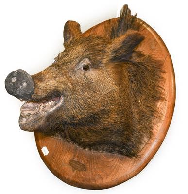 Lot 323 - A Taxidermy Boar's Head, 1927, mounted on an...