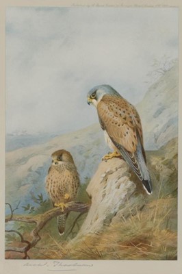 Lot 474 - After Archibald Thorburn FZS (1860-1935) Birds...