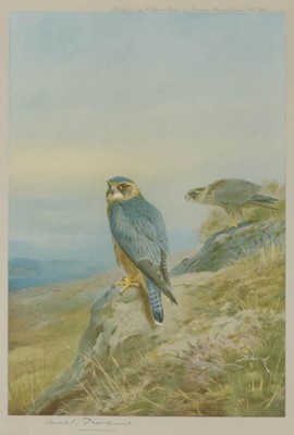 Lot 474 - After Archibald Thorburn FZS (1860-1935) Birds...