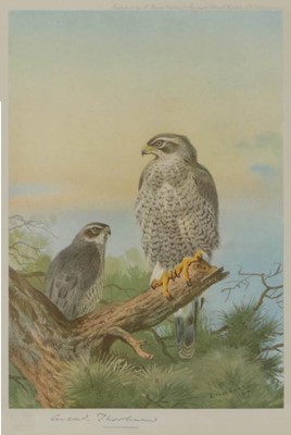 Lot 474 - After Archibald Thorburn FZS (1860-1935) Birds...