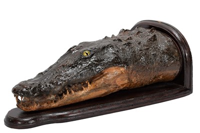 Lot 135 - Taxidermy: A Mugger Crocodile Head Mount...