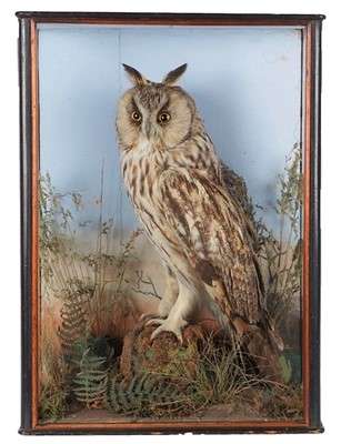 Lot 116 - Taxidermy: A Cased Long-Eared Owl (Asio otus),...