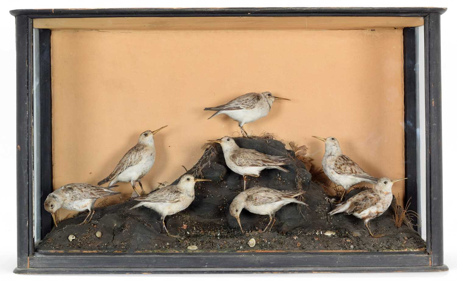 Lot 10 - Taxidermy: A Cased Victorian Diorama of...