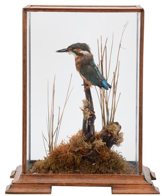 Lot 90 - Taxidermy: A Table Cased Common Kingfisher...