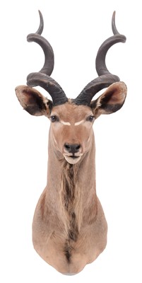 Lot 262 - Taxidermy: Cape Greater Kudu (Strepsiceros...