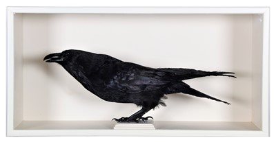 Lot 109 - Taxidermy: A Common Raven (Corvus corax),...