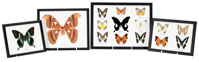 Lot 210 - Entomology: A Collection of Framed Butterflies...