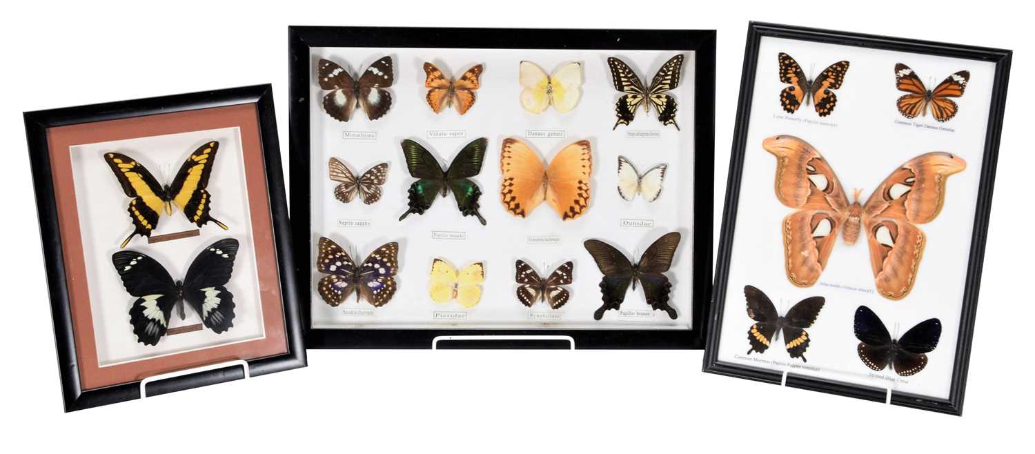 Lot 301 Entomology A Collection of Framed
