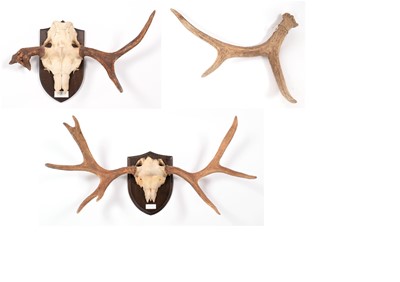 Lot 304 - Antlers/Horns: Russian Elk (Alces alces...