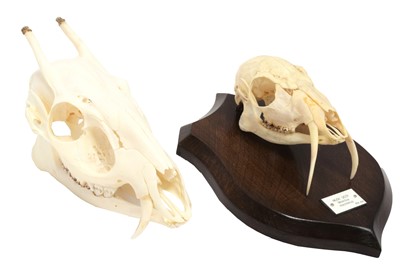 Lot 160 - Skulls/Anatomy: Forest Musk Deer & Tufted Deer...