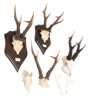 Lot 282 - Antlers/Horns: A Collection of Wiltshire...
