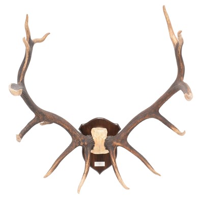 Lot 299 - Antlers/Horns: North American Wapiti or Elk...