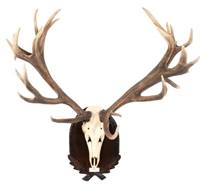 Lot 280 - Antlers/Horns: European Red Deer (Cervus...