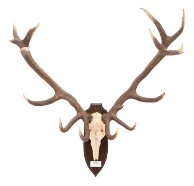 Lot 266 - Antlers/Horns: Hungarian Red Deer (Cervus...