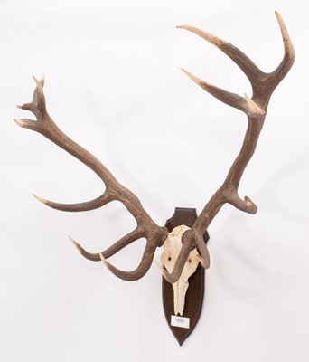 Lot 266 - Antlers/Horns: Hungarian Red Deer (Cervus...