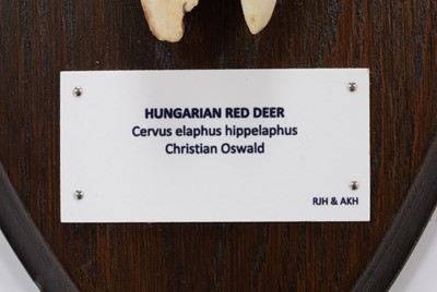 Lot 266 - Antlers/Horns: Hungarian Red Deer (Cervus...