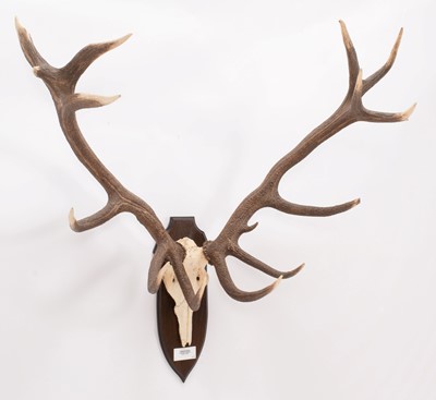 Lot 266 - Antlers/Horns: Hungarian Red Deer (Cervus...