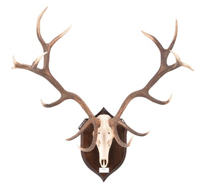 Lot 276 - Antlers/Horns: Hungarian Red Deer (Cervus...