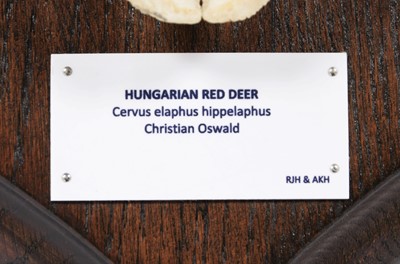 Lot 276 - Antlers/Horns: Hungarian Red Deer (Cervus...