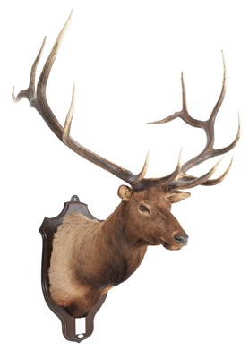 Lot 169 - Taxidermy: North American Wapiti or Elk...